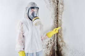 Why You Should Choose Our Mold Remediation Services in Windcrest, TX